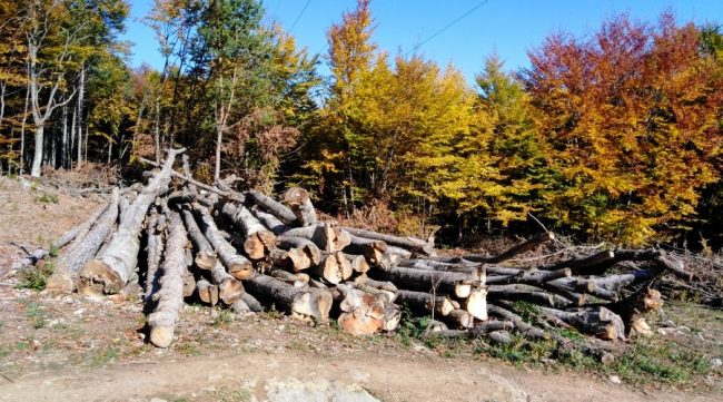 Под Бахчисараем на 1,4 млн рублей незаконно вырубили деревьев