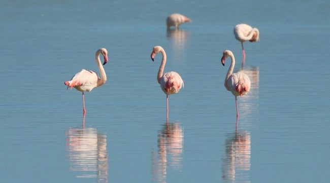 стаи фламинго на соленых озерах в Крыму