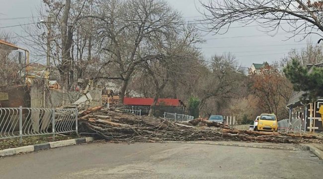 Ураганный ветер стал причиной массового падения деревьев на территории столицы Крыма