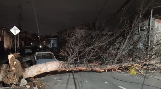 дерево упало на автомобиль в Крыму