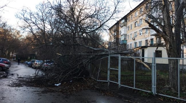 Более четырёх десятков деревьев не выдержали натиска стихии в Симферополе