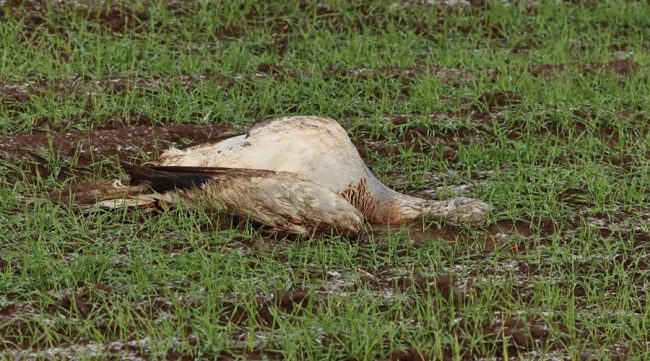 факт массовой гибели крупных птиц – дроф