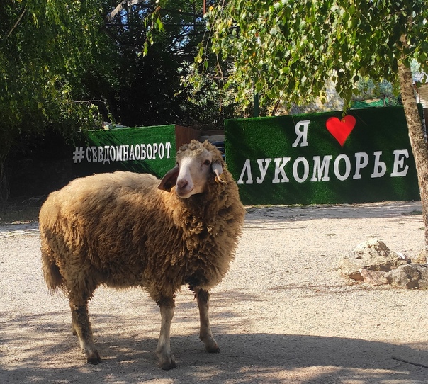 Экспозиция животных в экопарке «Лукоморье» в Севастополе
