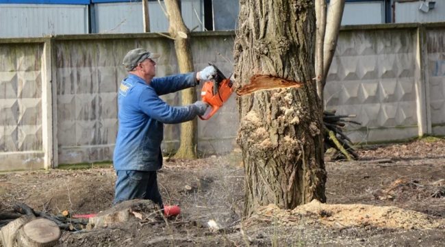 Обрезка деревьев в Симферополе