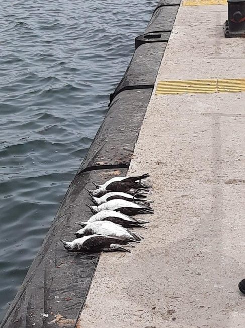 в Севастополе массово гибнут морские птицы