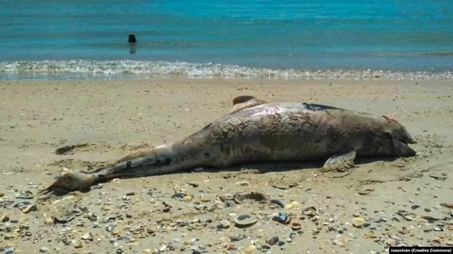 расследуют причины массовой гибели дельфинов