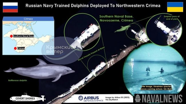 Россия перебросила боевых дельфинов из Севастополя на запад Крыма